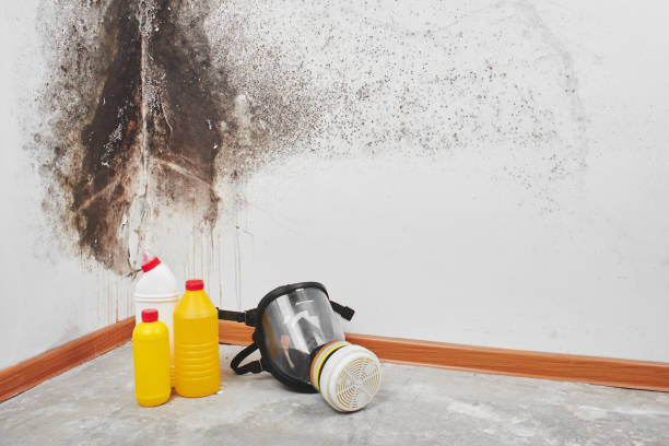 Certified Mold Removal in Genesee, CO