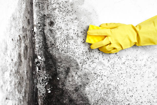 Attic Mold Removal in Genesee, CO
