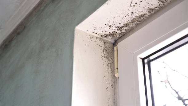 Best Local Mold Removal Service  in Genesee, CO