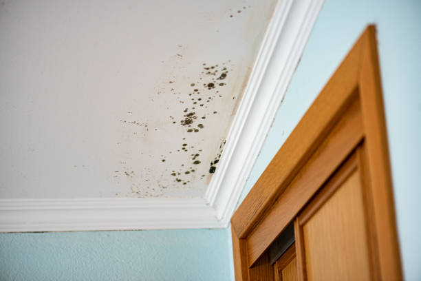 Best Mold Cleaning Services  in Genesee, CO