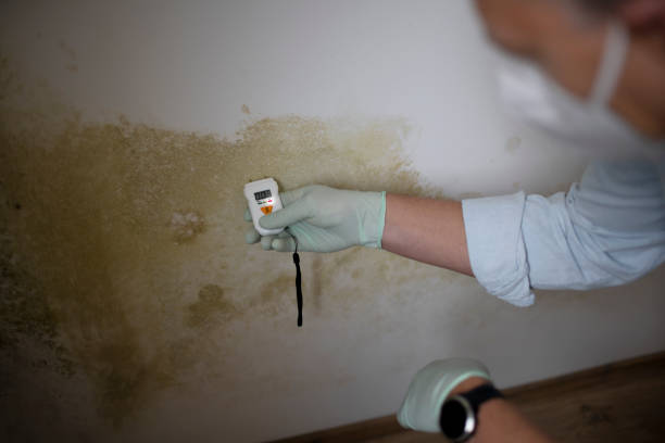 Mold Removal Process in Genesee, CO